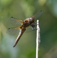 6L8A2653-DxO_young_scarce_chaser_dragonfly_side.jpg