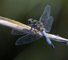 6L8A2660-DxO_scarce_chaser_dragonfly_back.jpg