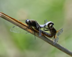 6L8A2704-DxO_scarce_chasers_dragonfly_mating.jpg