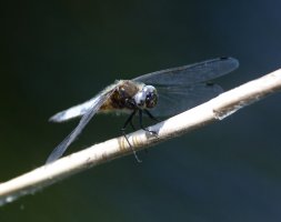 6L8A2743-DxO_scarce_chaser_dragonfly_face.jpg