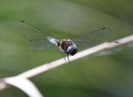 6L8A2803-DxO_scarce_chaser_dragonfly_flying.jpg