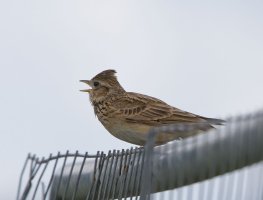 6L8A2865-DxO_lark_singing_on_wire.jpg