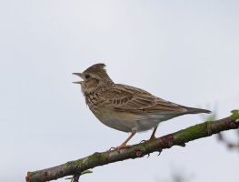 6L8A2865-DxO_lark_singing_on_branch_2.jpg