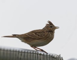 6L8A9323-DxO_Lark_onmetal_fence.jpg