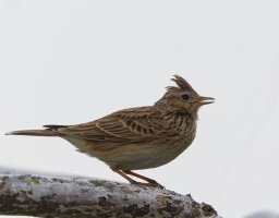 6L8A9323-DxO_Lark_onmetal_fence_on_branch.jpg