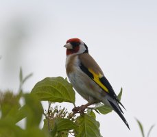 6L8A2869-DxO_goldfinch.jpg