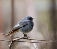 IMG_8126.jpg