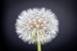 IMG_8181.jpg