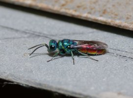 6L8A3193-DxO_Ruby_tailed_Wasp_side_700mm.jpg 6L8A3193-DxO_Ruby_tailed_Wasp_side_700mm.jpg