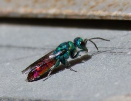 3R3A9599-DxO_Ruby_tailed_Wasp.jpg 3R3A9599-DxO_Ruby_tailed_Wasp.jpg