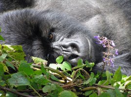 Mountain Gorilla.jpg Mountain Gorilla.jpg