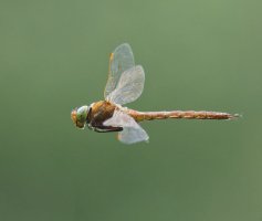 6L8A2960-DxO_Norfolk_Hawker_flying.jpg