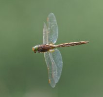 6L8A2961-DxO_Norfolk_Hawker_flying_underneath_head_sideon.jpg