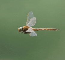 Norfolk_Hawker_Banking_slowed.gif