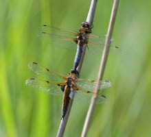 6L8A2826-DxO_scarce+four_spotted_chasers_chasers_dragonfly_back.jpg