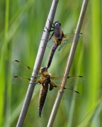 6L8A2847-DxO_scarce+four_spotted_chasers_dragonfly_side.jpg