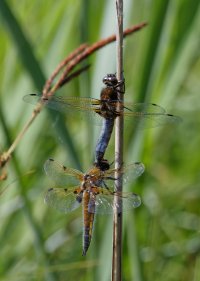 3R3A9537-DxO_scarce_chaser+four_spotted_dragonfly.jpg