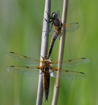 3R3A9539-DxO_scarce_chaser+four_spotted_dragonfly.jpg