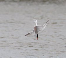 6L8A3298-DxO_Common_Tern_diving_catching_fish.jpg