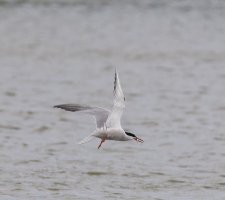 6L8A3300-DxO_Common_Tern_diving_catching_fish.jpg
