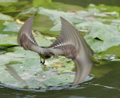 3R3A8421_01-DxO_Grey_Wagtail+rolling_shutter.jpg