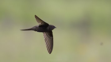 Common swift_04.jpg