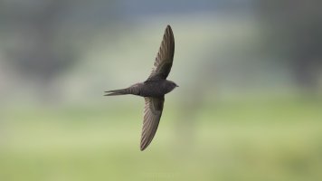 Common swift_03.jpg