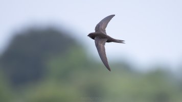 Common swift_02.jpg