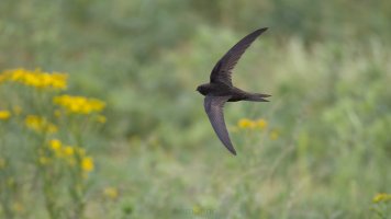 Common swift.jpg
