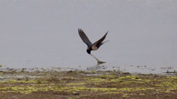 Barn swallow_03.jpg