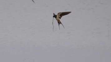 Barn swallow_02.jpg