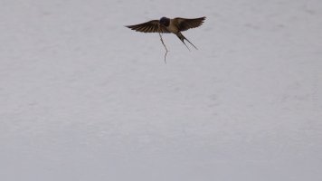 Barn swallow.jpg