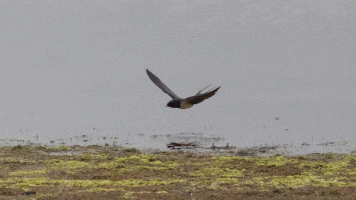 Barn swallow.gif