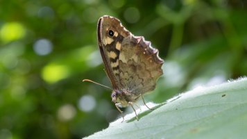 Speckled wood_02.jpg Speckled wood_02.jpg