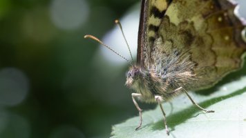 Speckled wood.jpg Speckled wood.jpg
