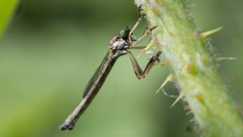 Gemeine Schlankfliege (Leptogaster cylindrica).jpg Gemeine Schlankfliege (Leptogaster cylindrica).jpg
