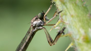 Gemeine Schlankfliege (Leptogaster cylindrica) QHD crop.jpg Gemeine Schlankfliege (Leptogaster cylindrica) QHD crop.jpg