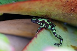 Dendrobates auratus 7_DxO.jpg