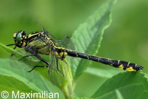 clubtail_c_2026_01.JPG clubtail_c_2026_01.JPG
