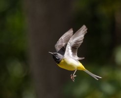 6L8A3460-DxO_grey_wagtail_flying.jpg