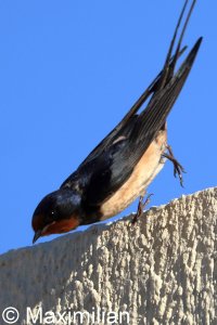 swallow_b_2026_04.JPG