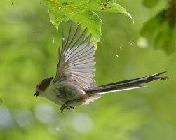 6L8A3913-DxO_Longtailed_Tit_flying+insects.jpg