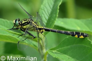 clubtail_c_2026_02.JPG