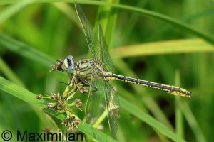 clubtail_w_2026_01.JPG