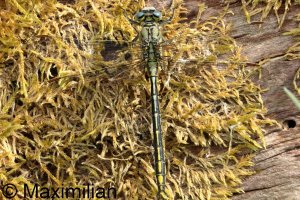 clubtail_w_2026_02.JPG