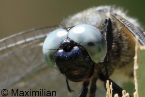 scarce_chaser_2026_05_R50.JPG