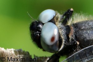 scarce_chaser_2026_06_R50.JPG