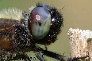 scarce_chaser_2026_10_R50.JPG