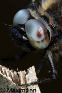 scarce_chaser_2026_11_R6m2.JPG