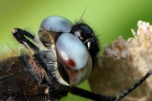 scarce_chaser_2026_13_R6m2.JPG